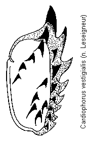 cardiophorus_vestigialis_bursa.gif