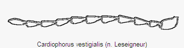 cardiophorus_vestigialis_f.gif