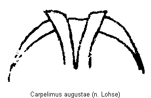 carpelimus_augustae_aed.gif