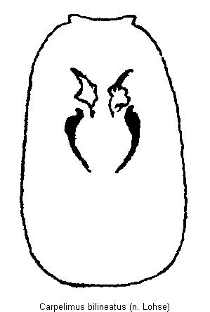carpelimus_bilineatus.gif