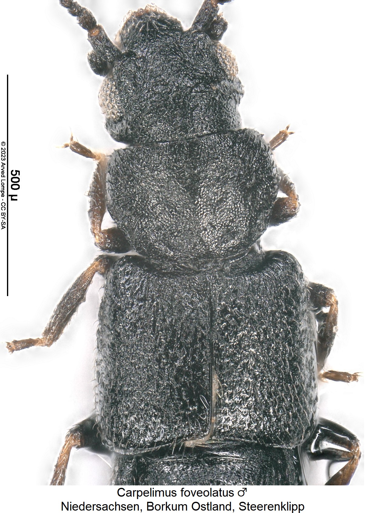 carpelimus_foveolatus_m_vk.jpg