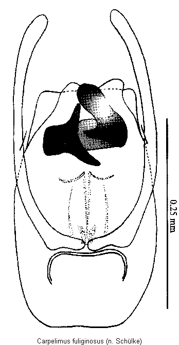 carpelimus_fuliginosus.gif