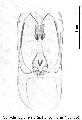 carpelimus_gracilis.gif
