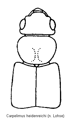 carpelimus_heidenreichi_vk.gif