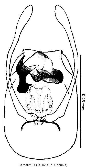 carpelimus_insularis.gif