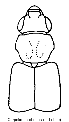 carpelimus_obesus_vk.gif