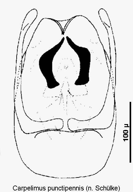carpelimus_punctipennis.gif