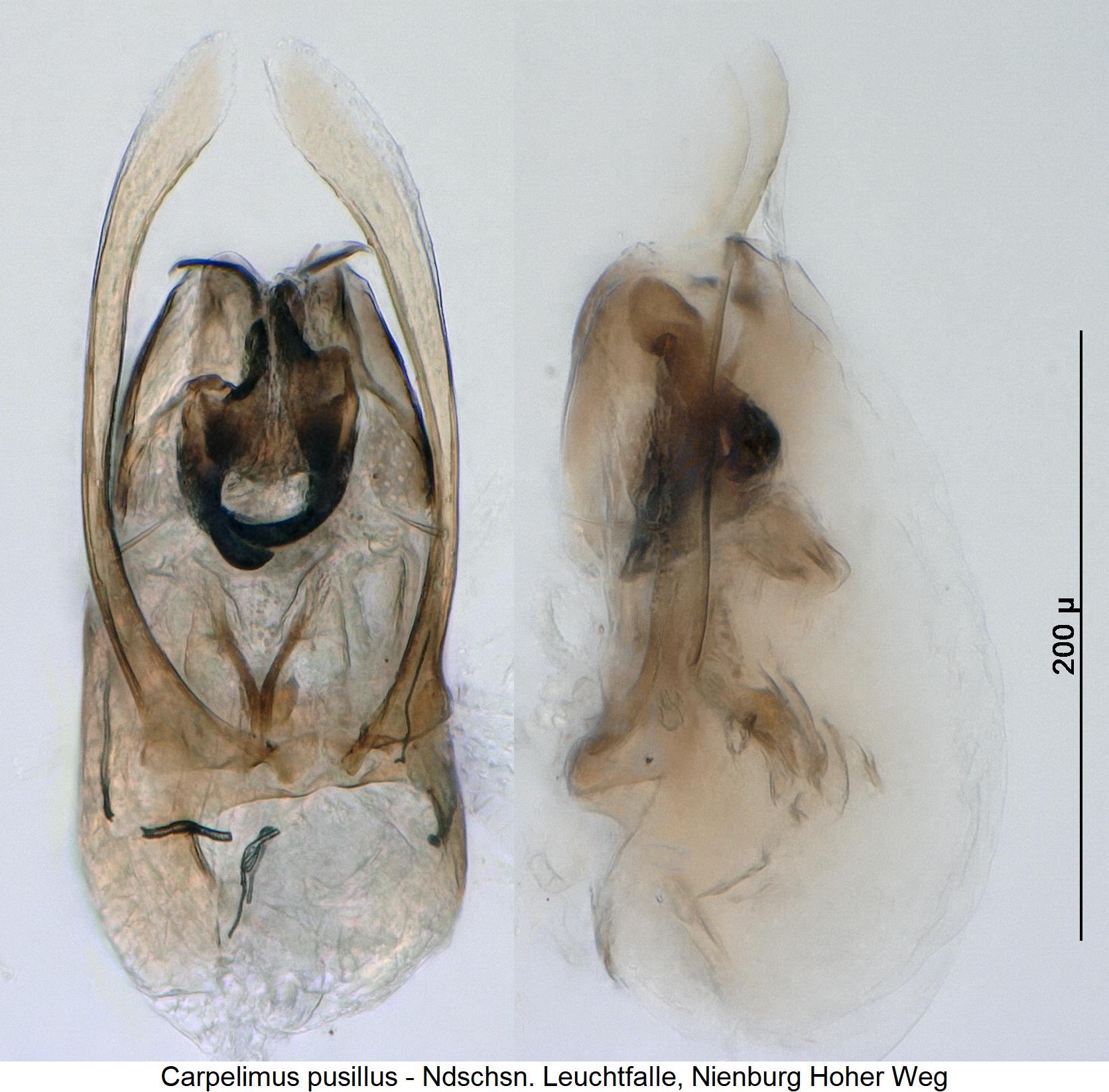 carpelimus_pusillus.jpg