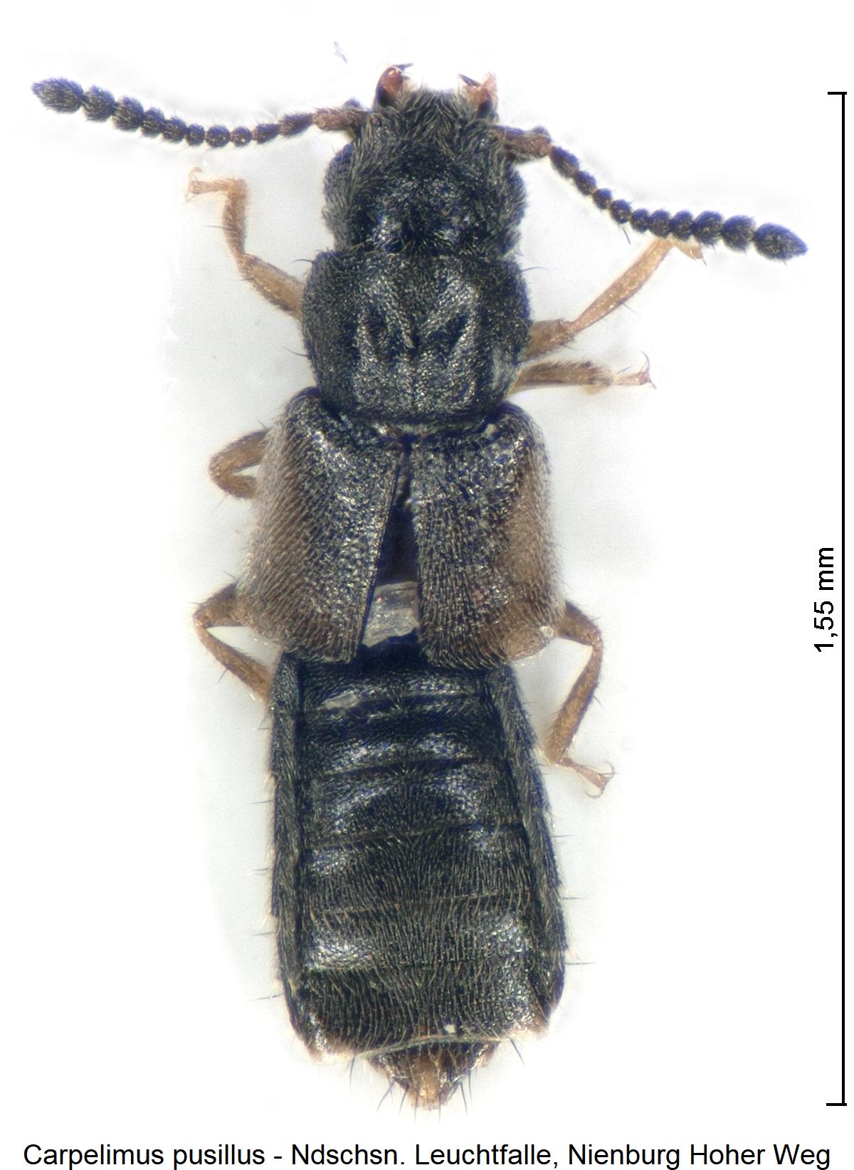 carpelimus_pusillus_hab.jpg