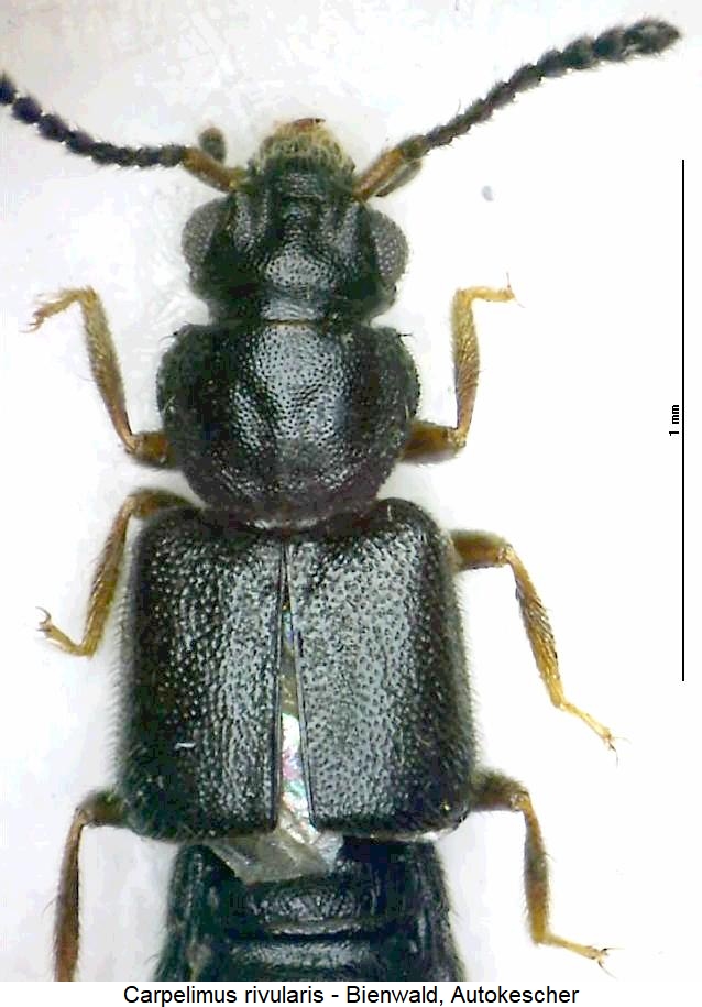carpelimus_rivularis_vk.jpg
