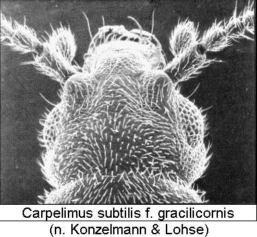 carpelimus_subtilis_k.gif