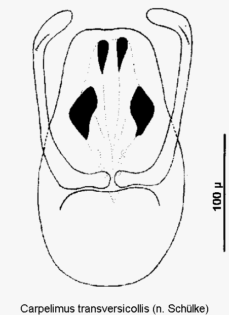 carpelimus_transversicollis.gif