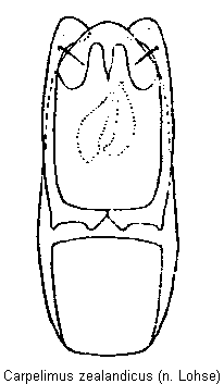carpelimus_zealandicus.gif