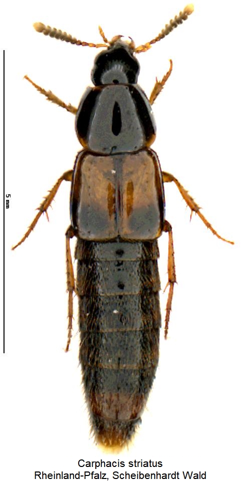 carphacis_striatus_hab.jpg