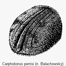 carphoborus_perrisi_hlb.gif