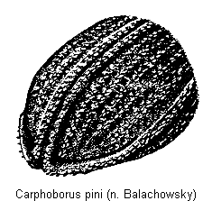 carphoborus_pini_hlb.gif
