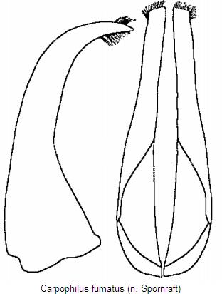 carpophilus_fumatus.jpg