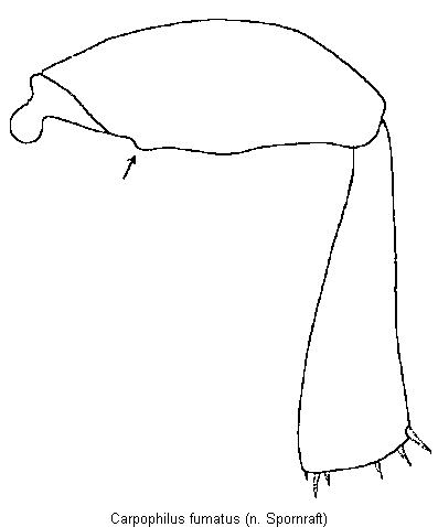 carpophilus_fumatus_hb.gif