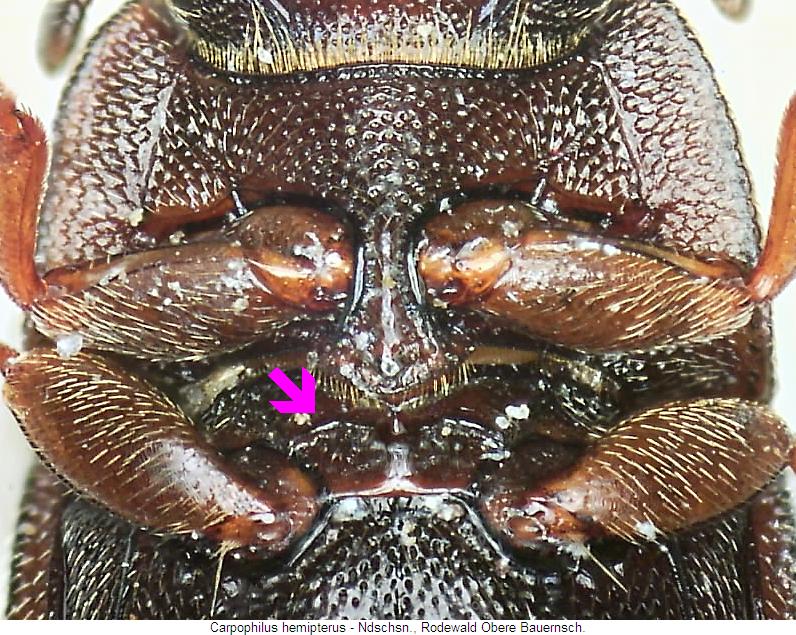 carpophilus_hemipterus_mbr.jpg