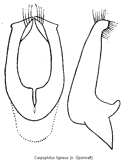 carpophilus_ligneus.gif