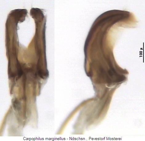 carpophilus_marginellus.jpg