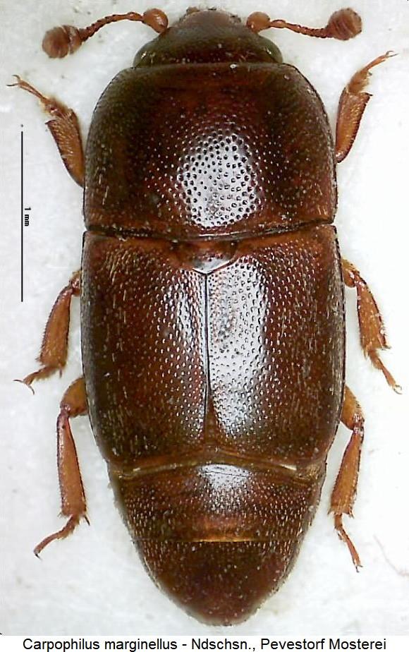 carpophilus_marginellus_hab.jpg