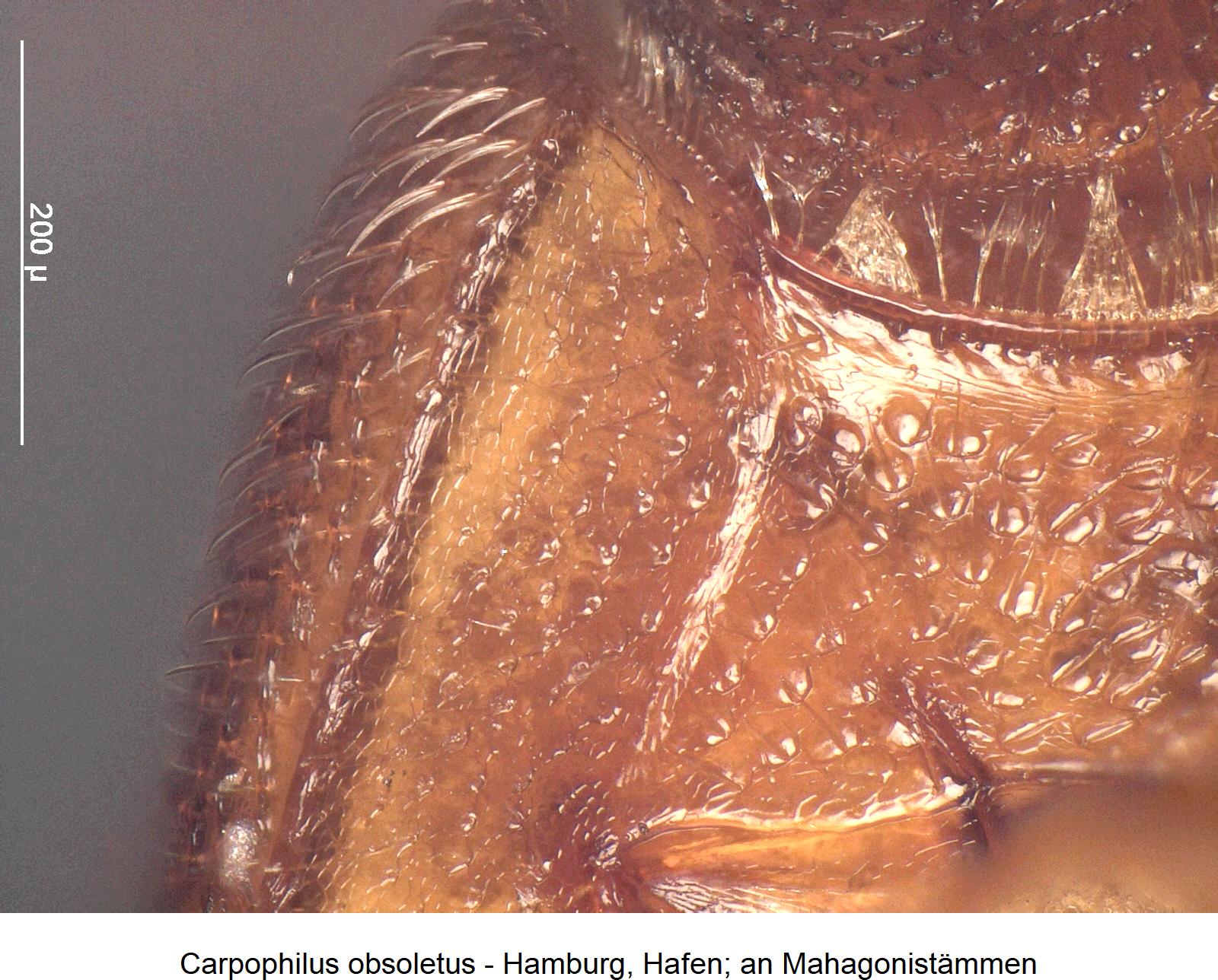 carpophilus_obsoletus_hbr.jpg