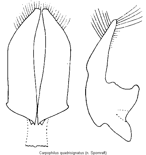 carpophilus_quadrisignatus.gif