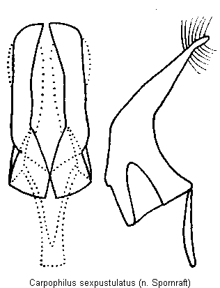 carpophilus_sexpustulatus.gif