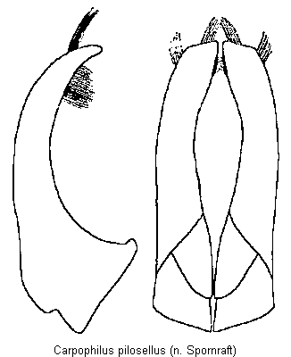 carpophilus_truncatus.gif