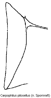 carpophilus_truncatus_mbr.gif