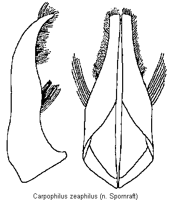 carpophilus_zeaphilus.gif