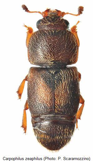 carpophilus_zeaphilus_hab.jpg