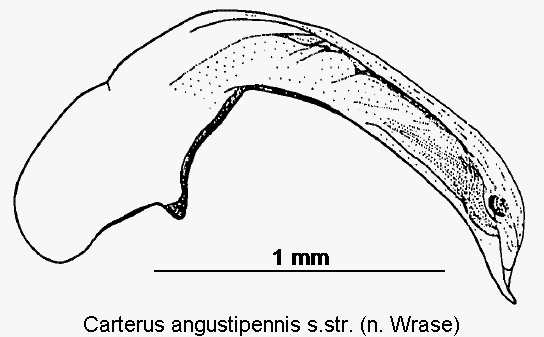 carterus_angustipennis.gif