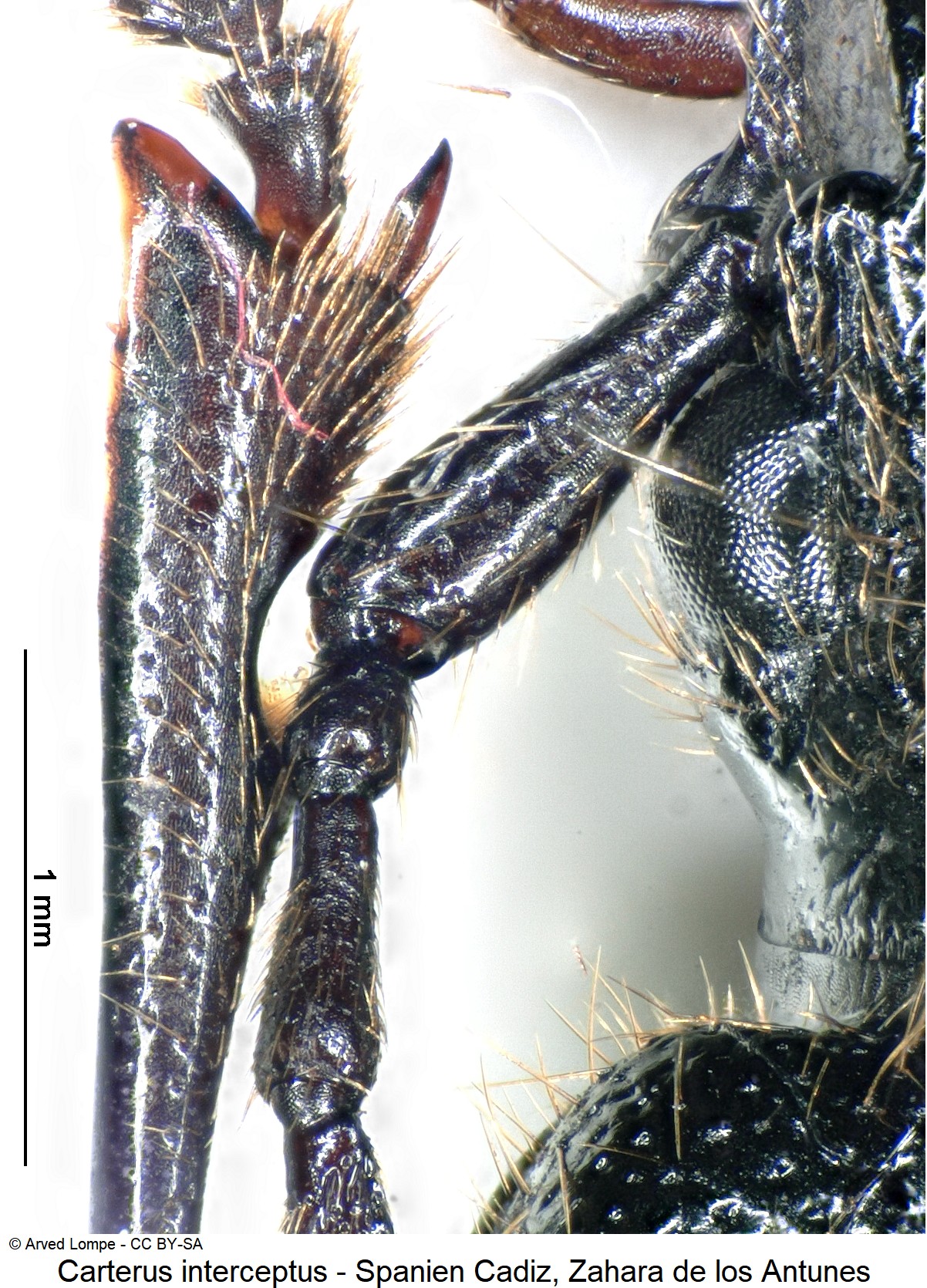 carterus_interceptus_ck31519682_vschn.jpg