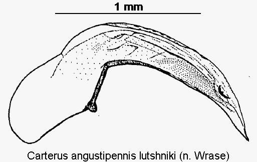 carterus_lutshniki.gif