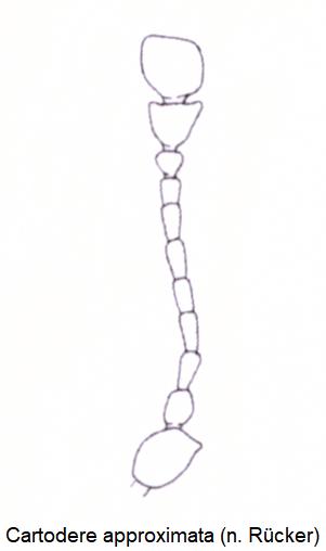 cartodere_approximata_f.jpg