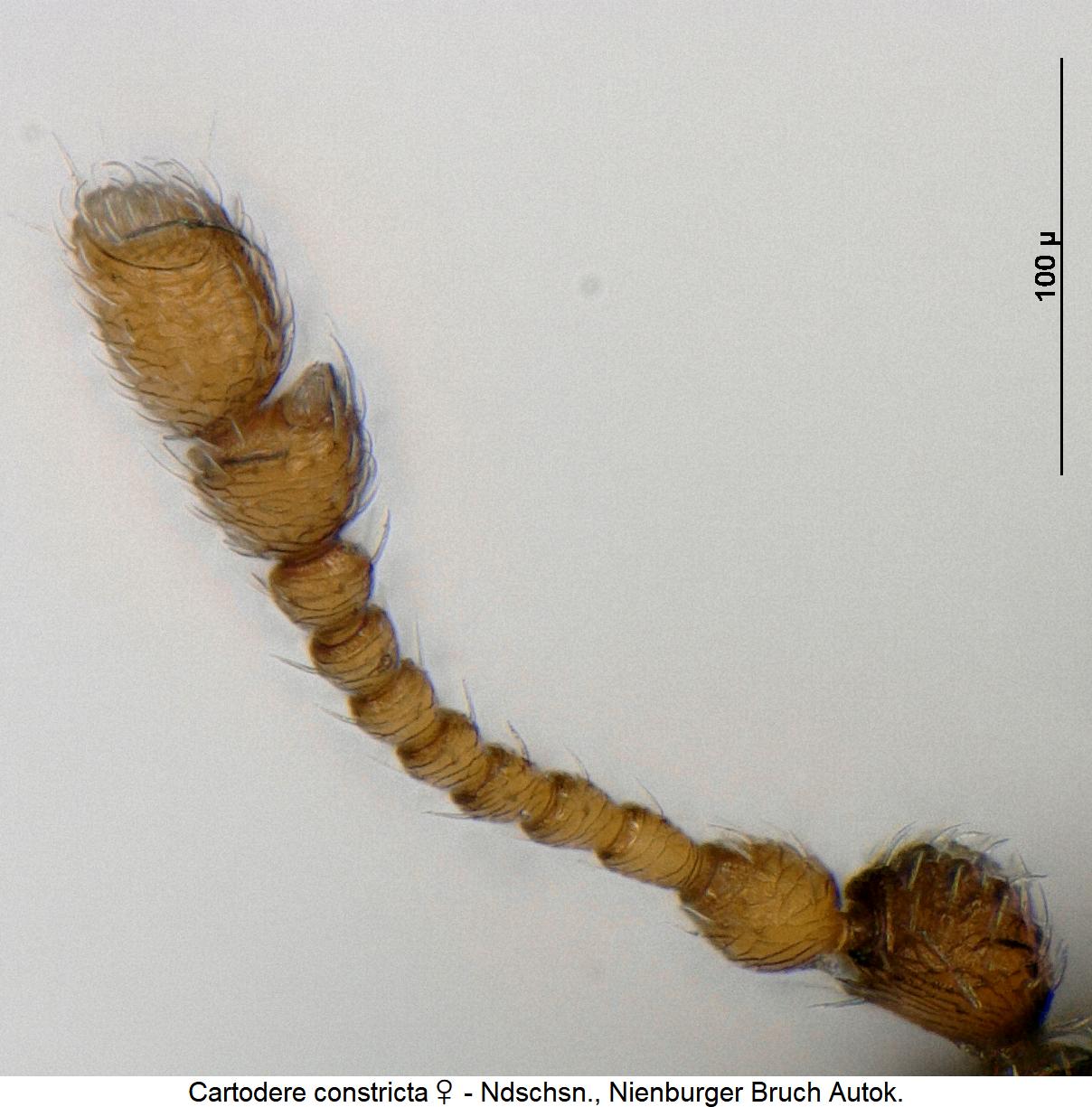 cartodere_constricta_w_f.jpg