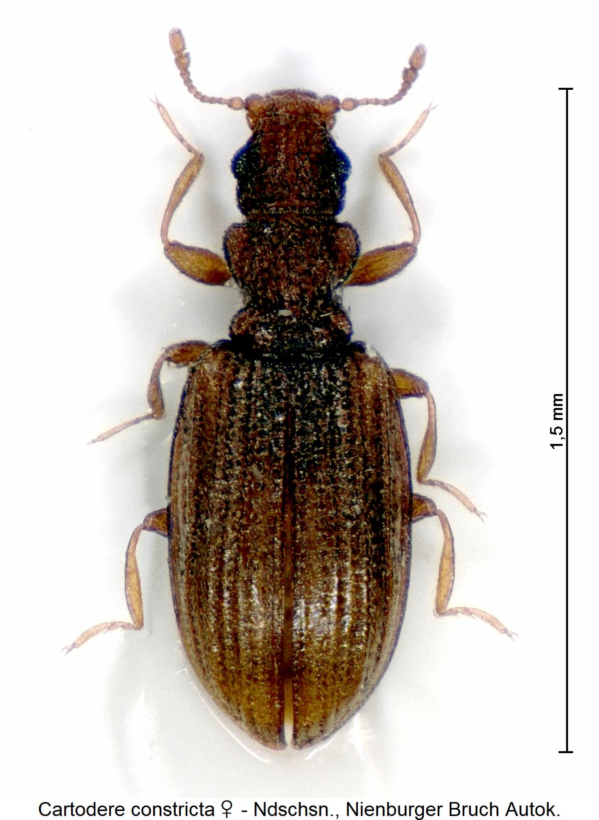 cartodere_constricta_w_hab.jpg