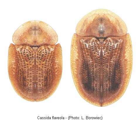 cassida_flaveola.jpg
