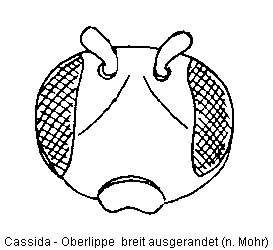 cassida_k2.gif