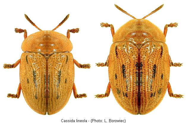 cassida_lineola1.jpg