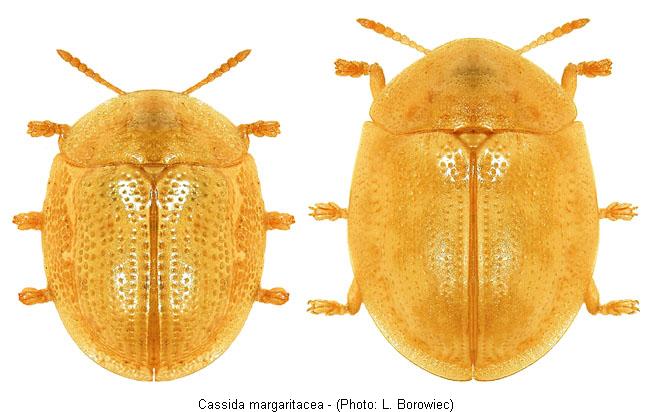 cassida_margaritacea.jpg