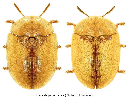 cassida_pannonica1.jpg