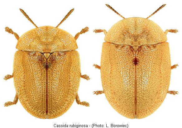 cassida_rubiginosa1.jpg