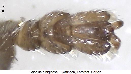 cassida_rubiginosa_kl.jpg