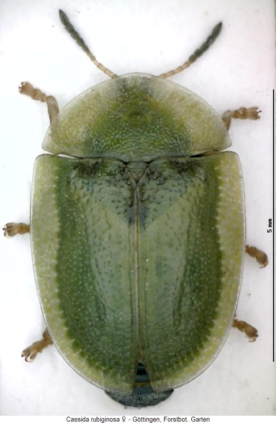 cassida_rubiginosa_w_hab.jpg
