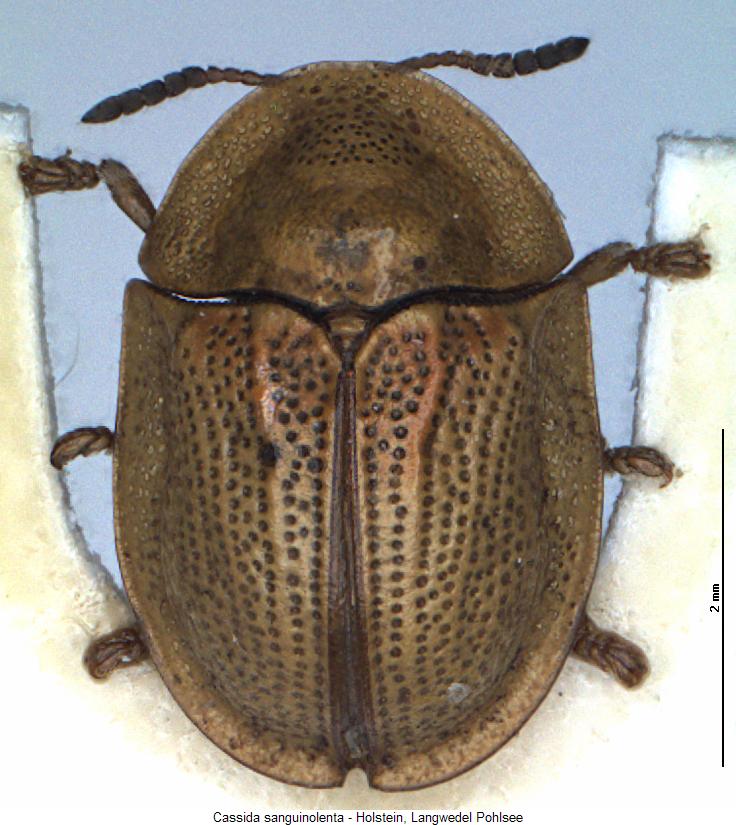 cassida_sanguinolenta_hab.jpg