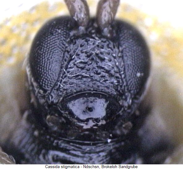 cassida_stigmatica_k.jpg