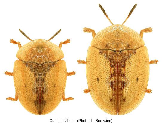cassida_vibex.jpg
